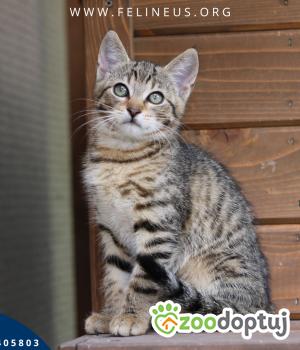 Do adopcji Rzeszów