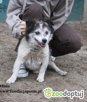 Do adopcji Nowy Dwór Mazowiecki