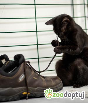 Do adopcji Stalowa Wola