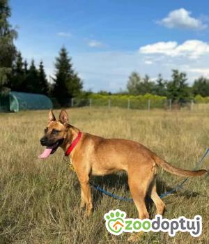 Do adopcji Białobrzegi