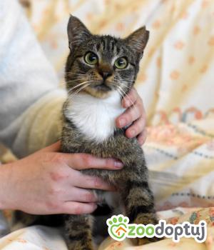 Do adopcji Toruń