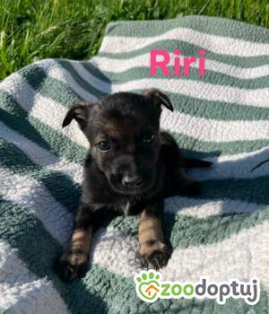 Do adopcji Rzeszów