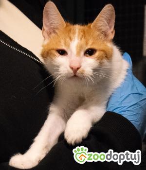 Do adopcji Cieszyn