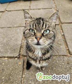 Do adopcji Głogów