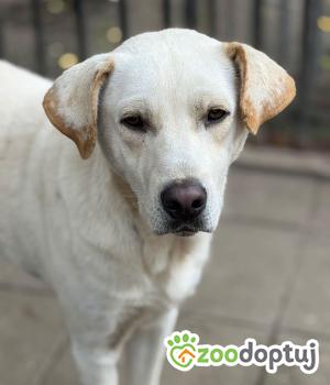 Do adopcji Warszawa