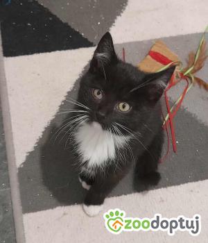 Do adopcji Nowy Tomyśl