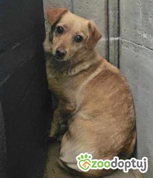 Do adopcji Zgierz