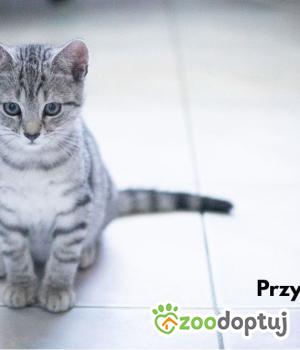 Do adopcji Łódź