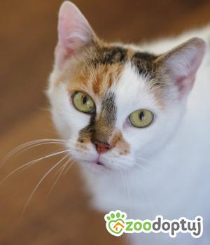 Do adopcji Zgierz