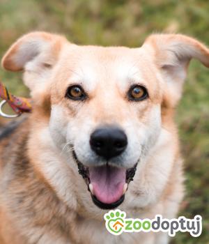 Do adopcji Sompolno