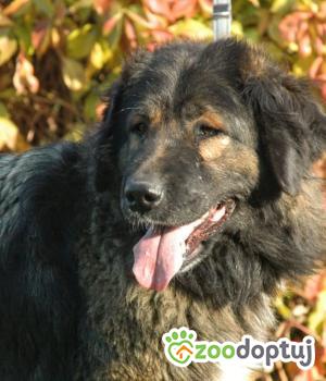 Do adopcji Radziejów