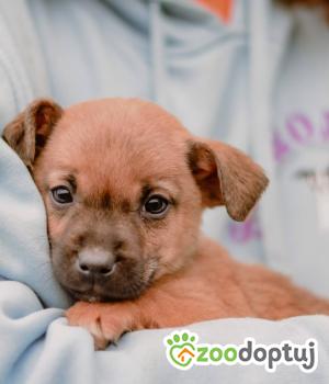 Do adopcji Białobrzegi