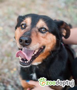 Do adopcji Sompolno