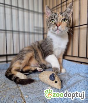 Do adopcji Toruń