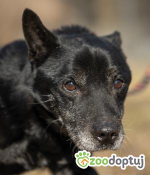 Do adopcji Zgierz