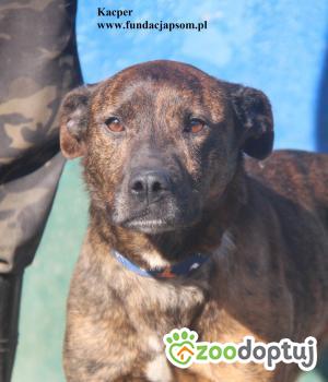 Do adopcji Nowy Dwór Mazowiecki