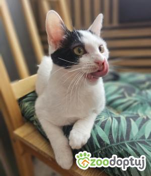 Do adopcji Gdańsk