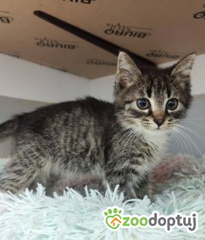 Do adopcji Głogów