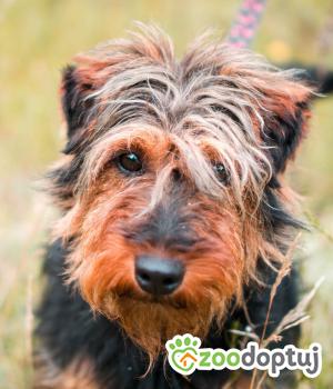 Do adopcji Sompolno