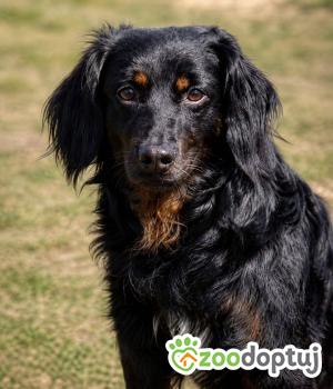 Do adopcji Głogów