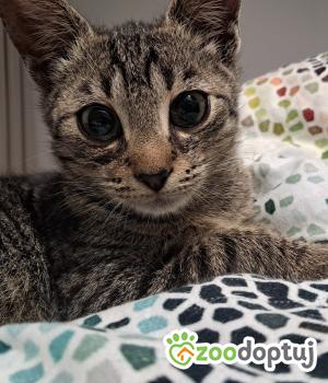 Do adopcji Cieszyn