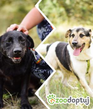 Do adopcji Radom