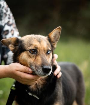 Do adopcji Radom