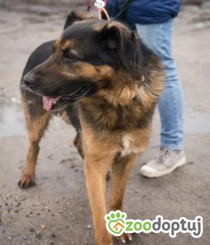 Do adopcji Poznań