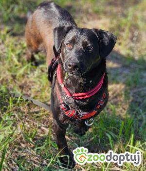 Do adopcji Stalowa Wola