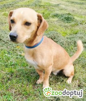 Do adopcji Zgierz