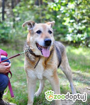 Do adopcji Milanówek