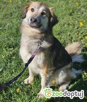 Do adopcji Zgierz