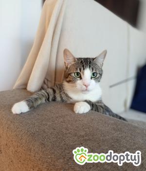 Do adopcji Poznań