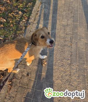 Do adopcji Elbląg