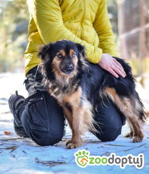 Do adopcji Białobrzegi