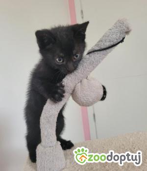 Do adopcji Głowno