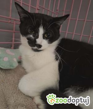 Do adopcji Zgierz
