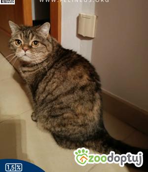 Do adopcji Rzeszów