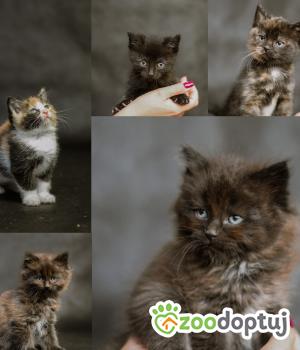Do adopcji Radom
