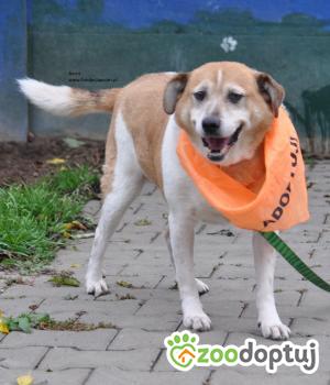 Do adopcji Nowy Dwór Mazowiecki