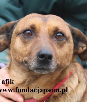 Do adopcji Nowy Dwór Mazowiecki