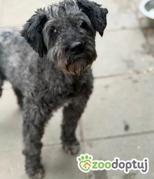 Do adopcji Warszawa