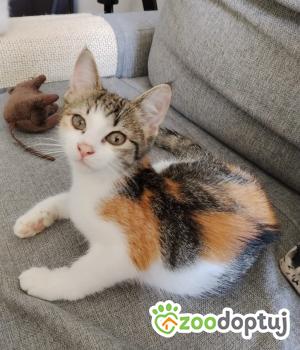 Do adopcji Cieszyn