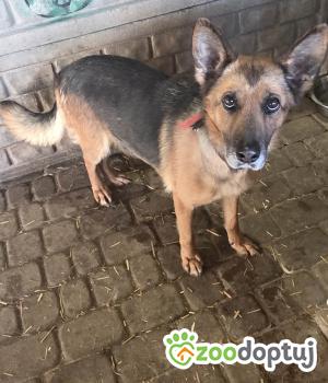 Do adopcji Zgierz