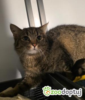 Do adopcji Cieszyn