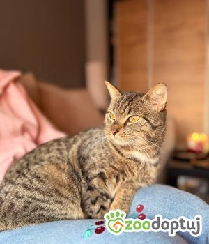Do adopcji Łódź