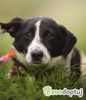 Do adopcji Łódź