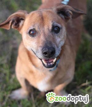 Do adopcji Głogów