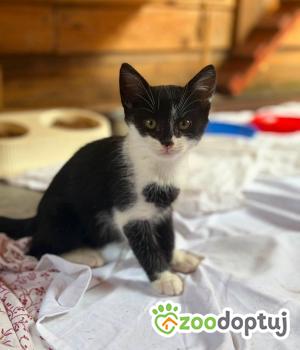 Do adopcji Warszawa