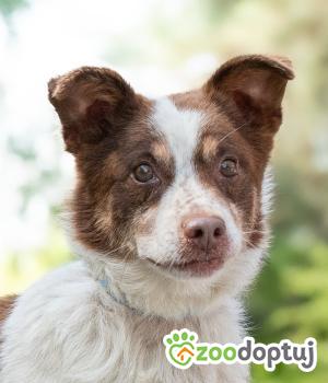 Do adopcji Warszawa
